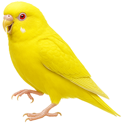 Lutino Budgies